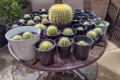 Cactus-Installation-Huntington-Beach