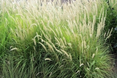 California-Native-Meadow-Grass-Installation-Costa-Mesa