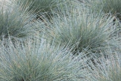 California-Native-Meadow-Grass-Installation-Huntington-Beach