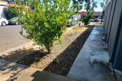 Drought-Tolerant-Commercial-Business-Landscape-Installation-Huntington-Beach