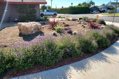 Drought-Tolerant-Landscape-Installation-in-Huntington-Beach